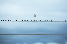 Birds perched on telephone lines with bird flying overhead.