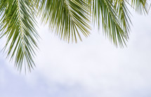 palm border 