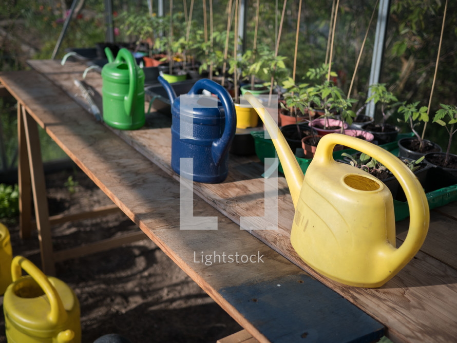 colored watering cans in a green house garden