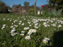 daisies on green grass against a blue sky