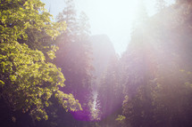 intense sunlight in an evergreen mountain forest 
