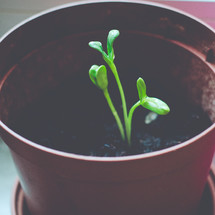 A new green seedling sprouts in a flower pot