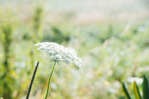 Queen Anne's lace 