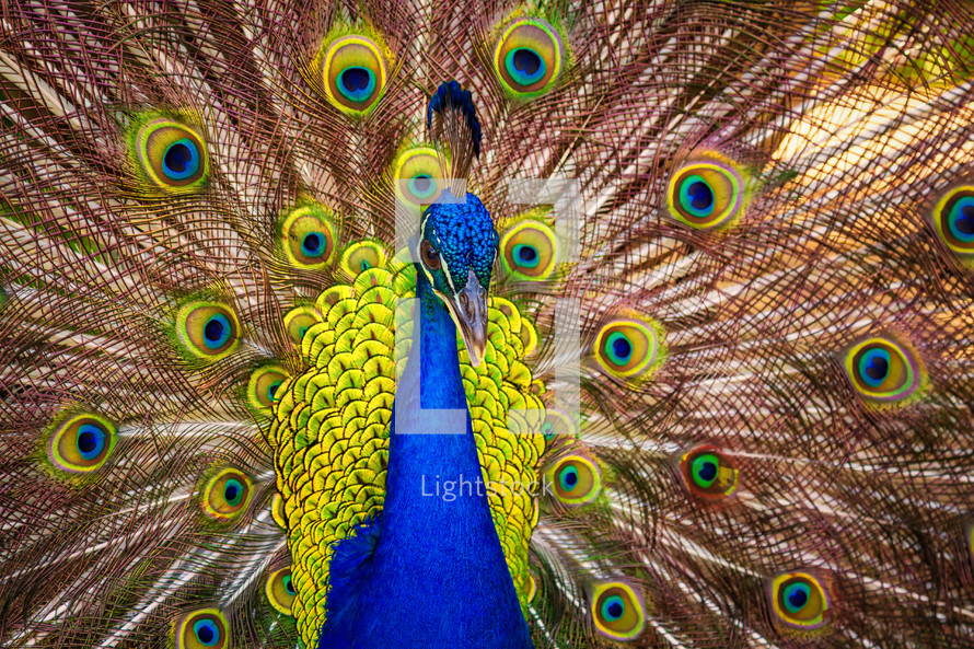 peacock feathers 