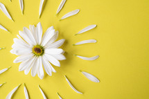 white daisy on a yellow background 