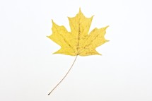 Yellow leaf isolated on white background.