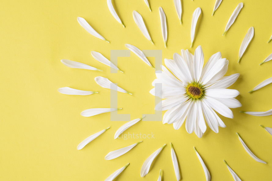 white daisy 