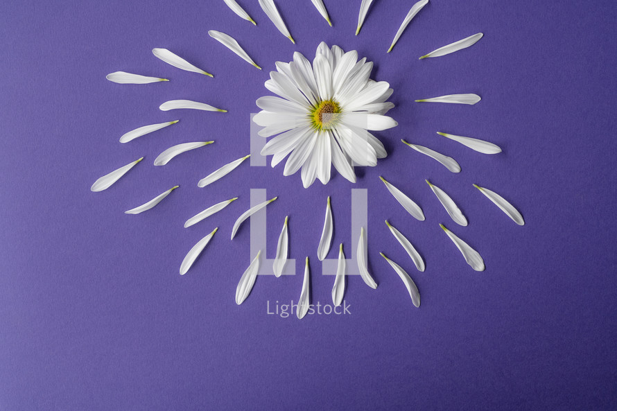 white flower on a purple background 