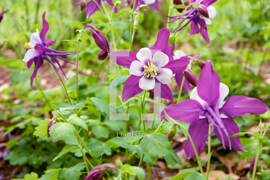 purple flowers, columbines 