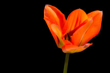 open tulip flower 