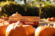 orange pumpkins in a pumpkin patch and wagon