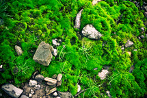 moss growing over stones