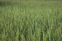  tall green grass in a field