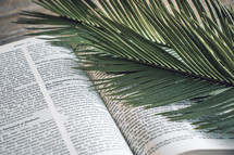 palm frond on the pages of a Bible 