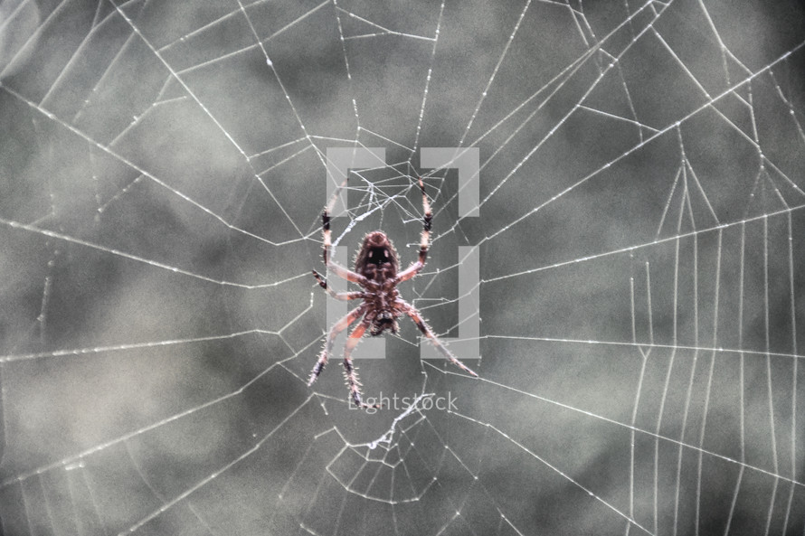 Halloween - spider on a web 