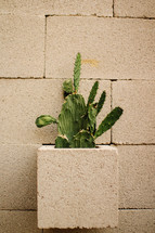 cactus in a mason block 