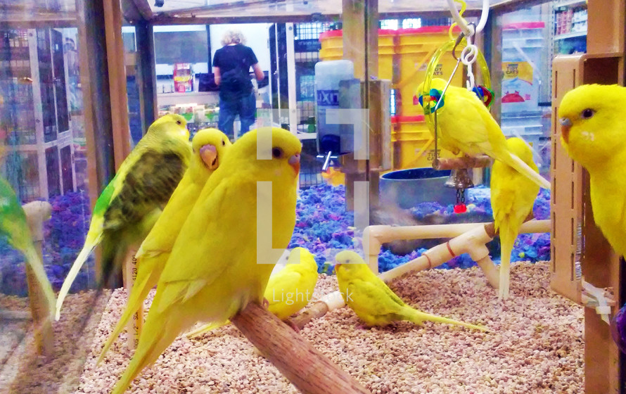 A group of yellow Canaries congregate together in a bird habitat enclosure in the middle of a pet store. Birds are very social creatures and get very bored and lonely if by themselves so it is vital for them to have a sense of community and fellowship together. Just like people, God gave animals a sense of community and need for each other just like people in order to survice and flourish.  