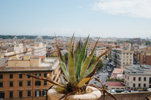aloe plant and view of Rome 
