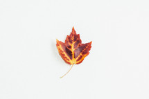 fall leaf on a white background 