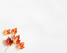 fall leaves on a white background 
