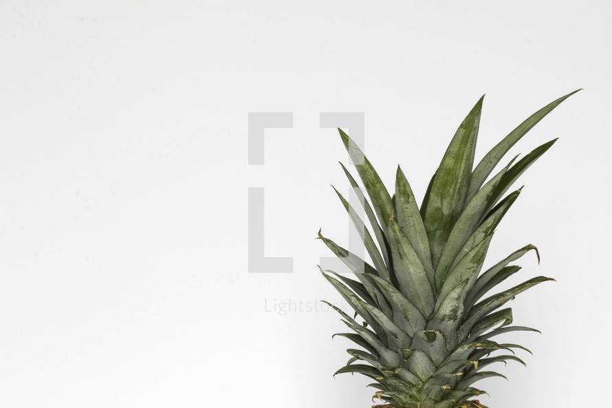 pineapple top against white background