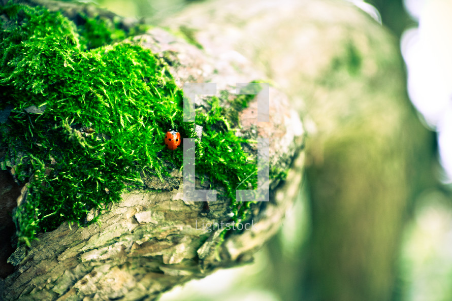 a ladybug and moss on a limb