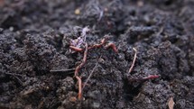 Close up of red earthworms inside fertile organic garden soil