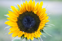 A sunflower 