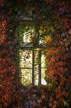 fall foliage, red ivy border on a window 
