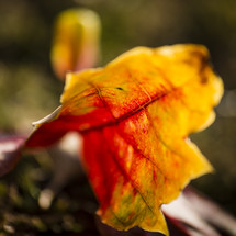 red and yellow fall leaf 