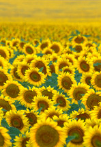 Bursting with sunflowers