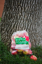 Apples in a bag under a tree 