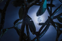 full moon through branches 