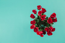 Red roses on an aqua background.