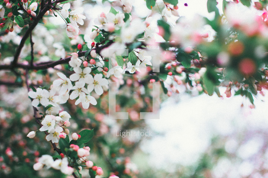 pink spring blossoms on a tree branch 