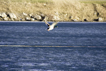 mallard duck in flight over a lake