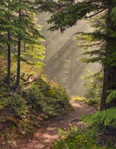 sunbeams on a path in a forest 