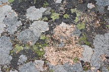 moss on rock 
