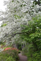 flowering trees over a trail 