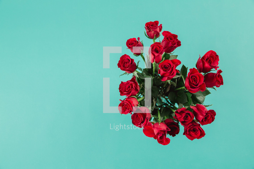 Red roses on an aqua background.