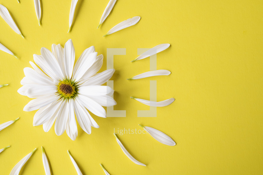 white daisy on a yellow background 