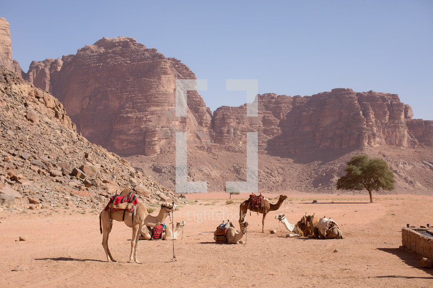 saddles on camels in the desert 