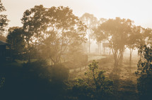 The early morning sun shines through the fog in this country Australian scene