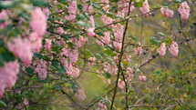 Pink blossoms in the spring. 