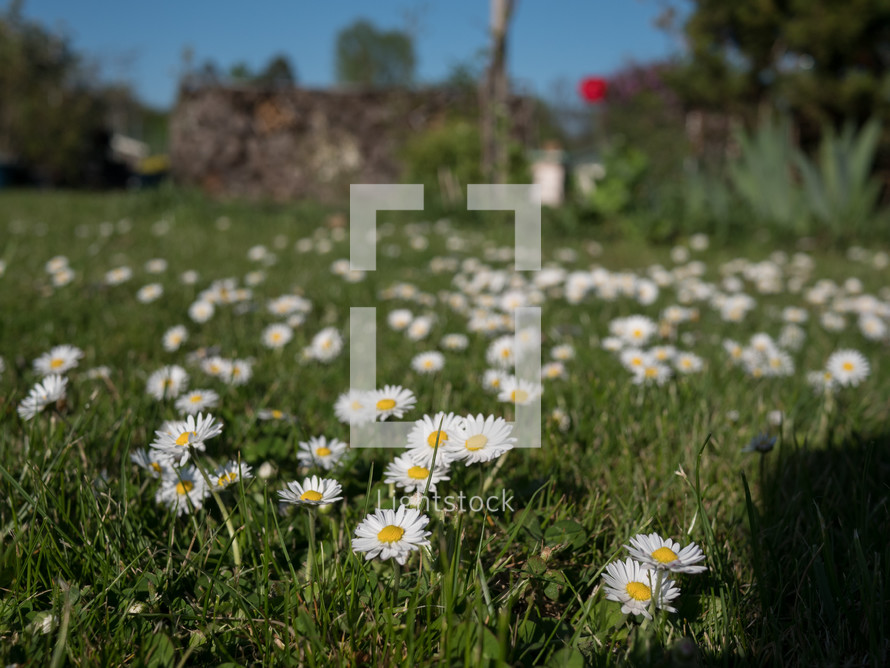 daisies on green grass against a blue sky
