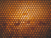 empty honeycomb lit from behind
