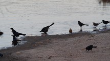 Crows feeding on the shore of a lake