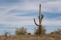 Cactus is the desert. 