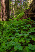 clover in a redwood forest 