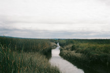 waterway and tall grasses 